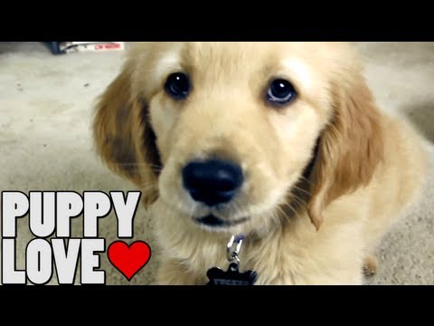 Pets bring positivity, companionship, love to&nbsp;owners