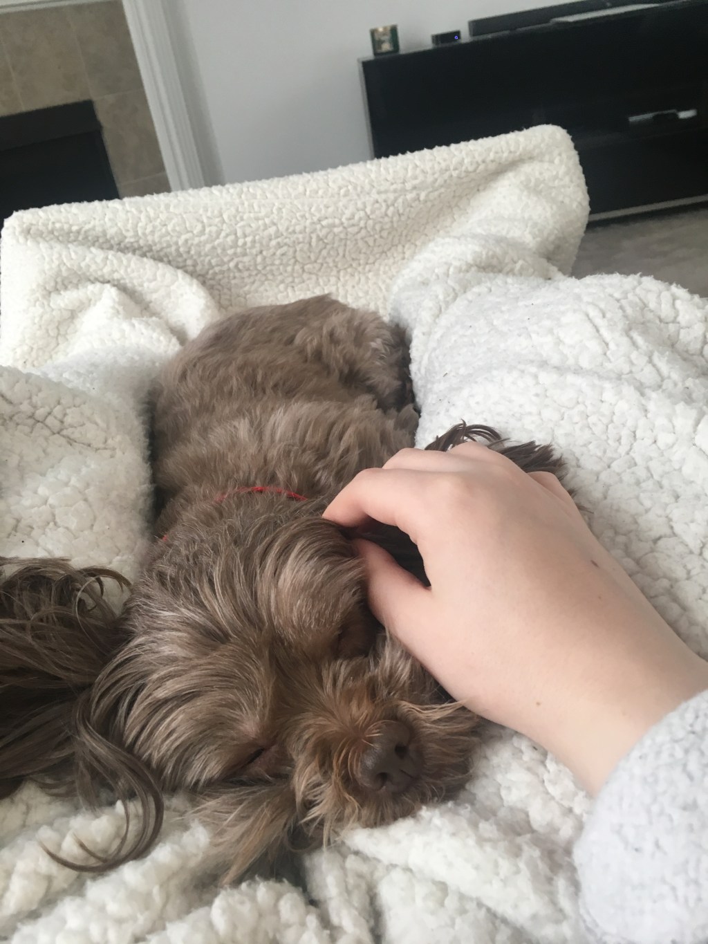 Rescuing a pet: why every animal deserves a second&nbsp;chance