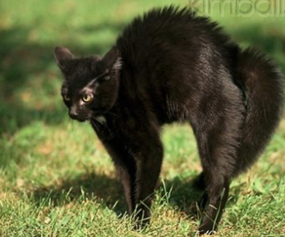 The history of&nbsp;superstitions