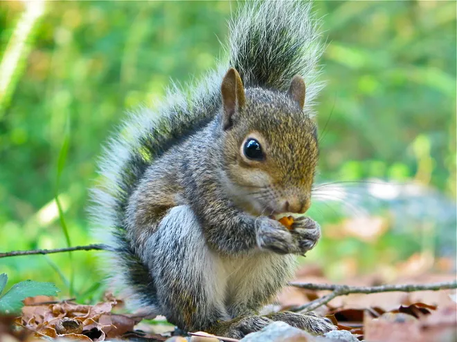 Squirrels are more than just a nuisance: why squirrels should be&nbsp;appreciated