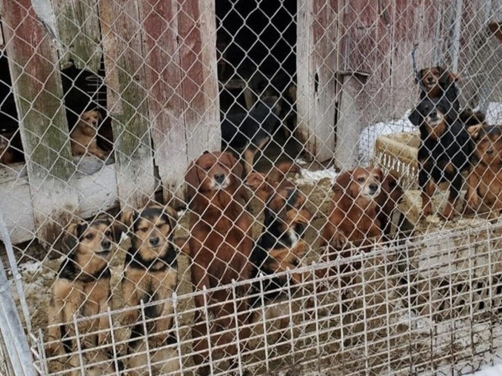 Why you should shop vegan clothing: a tribute to animal&nbsp;welfare