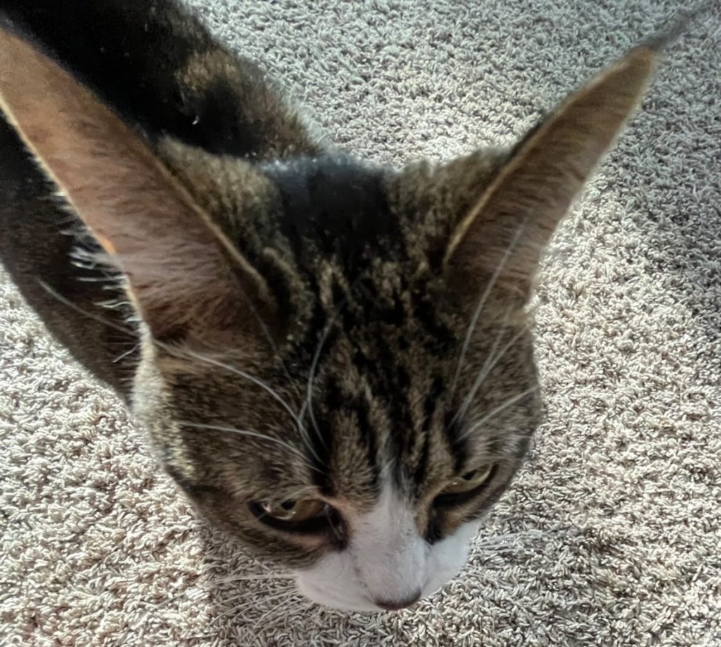 Cats are not evil, they are&nbsp;misunderstood